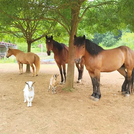 Privat bolig Casa Costabella *